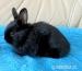 Zakrslý králíček - Prodej