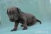 American bandog puppies - Predaj