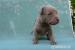 American bandog puppies - Predaj