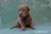 American bandog puppies - Predaj