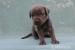 American bandog puppies - Predaj