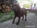 Darujem šteniatka Labradora - Darovanie