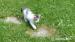 Daruji koťátko- PŘIVEZU - Darování