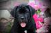 cane corso - Prodej