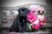 cane corso - Prodej