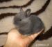 Zakrslý králíček krátkouchý - Prodej