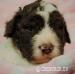Lagotto Romagnolo - Prodej