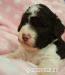 Lagotto Romagnolo - Prodej