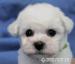 Bišonek - Bichon Frisé - Prodej
