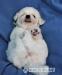 Bišonek - Bichon Frisé - Prodej