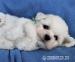 Bišonek - Bichon Frisé - Prodej