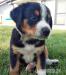 Posledný voľný psík | Entlebucher s PP - Predaj