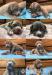 American Bully Xl - Prodej