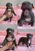 American Bully Xl - Prodej