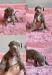 American Bully Xl - Prodej