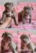 American Bully Xl - Prodej