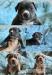 American Bully Xl - Prodej