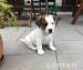 Pejsek Jack Russell Teriér  - Prodej