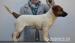 Pejsek Jack Russell Teriér  - Prodej