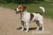 Pejsek Jack Russell Teriér  - Prodej