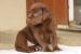 Lousiansky leopardi pes CATAHOULA - Predaj