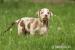 Lousiansky leopardi pes CATAHOULA - Predaj