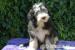 Bearded Collie - Prodej
