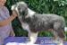 Bearded Collie - Prodej