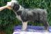 Bearded Collie - Prodej