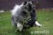Německý špic vlčí / keeshond štěňata sPP - Prodej
