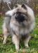 Německý špic vlčí / keeshond štěňata sPP - Prodej