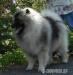 Německý špic vlčí / keeshond štěňata sPP - Prodej
