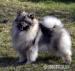 Keeshond - vlčí špic štěňata - Prodej