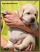 Labrador - Predaj