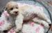 Lagotto Romagnolo - Italský vodní pes - Prodej