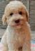 Lagotto Romagnolo - Italský vodní pes - Prodej