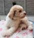Lagotto Romagnolo - Italský vodní pes - Prodej