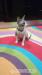 Devon Rex - Predaj