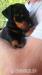 Manchester terrier - Prodej