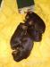 Manchester terrier - Prodej