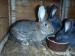 prodám samce a samici králíka - Prodej