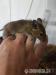 Osmak degu - Predaj