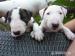 Bullterrier, bullterier, bulterier - Predaj