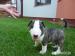 Bullterrier, bullterier, bulterier - Predaj