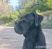 Cane Corso - Eladás