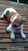 Nabízím k odběru štěňátka Jack Russel Teriér - Prodej