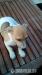 Nabízím k odběru štěňátka Jack Russel Teriér - Prodej
