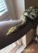 python reticulatus mochino - Predaj