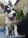 Predaj sibírsky husky - Predaj