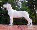 Argentiská doga s PP - Dogo argentino  - Prodej